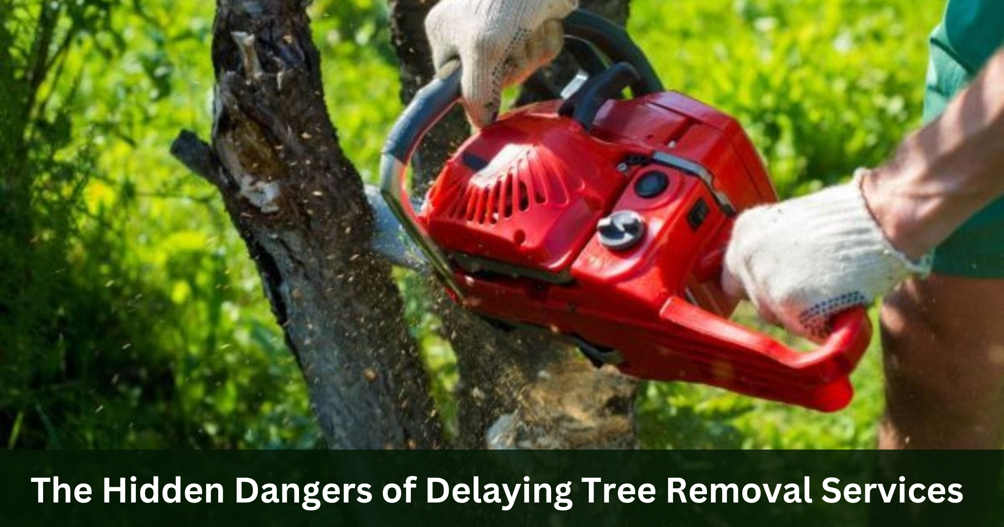 The Hidden Dangers of Delaying Tree Removal Services