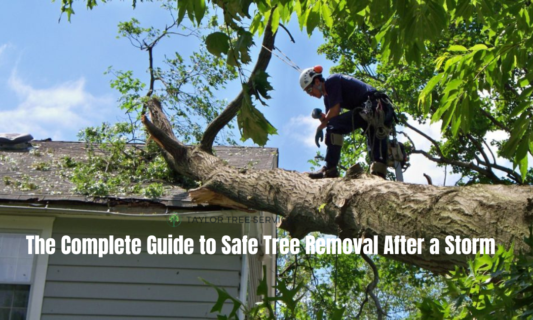 The Complete Guide to Safe Tree Removal After a Storm