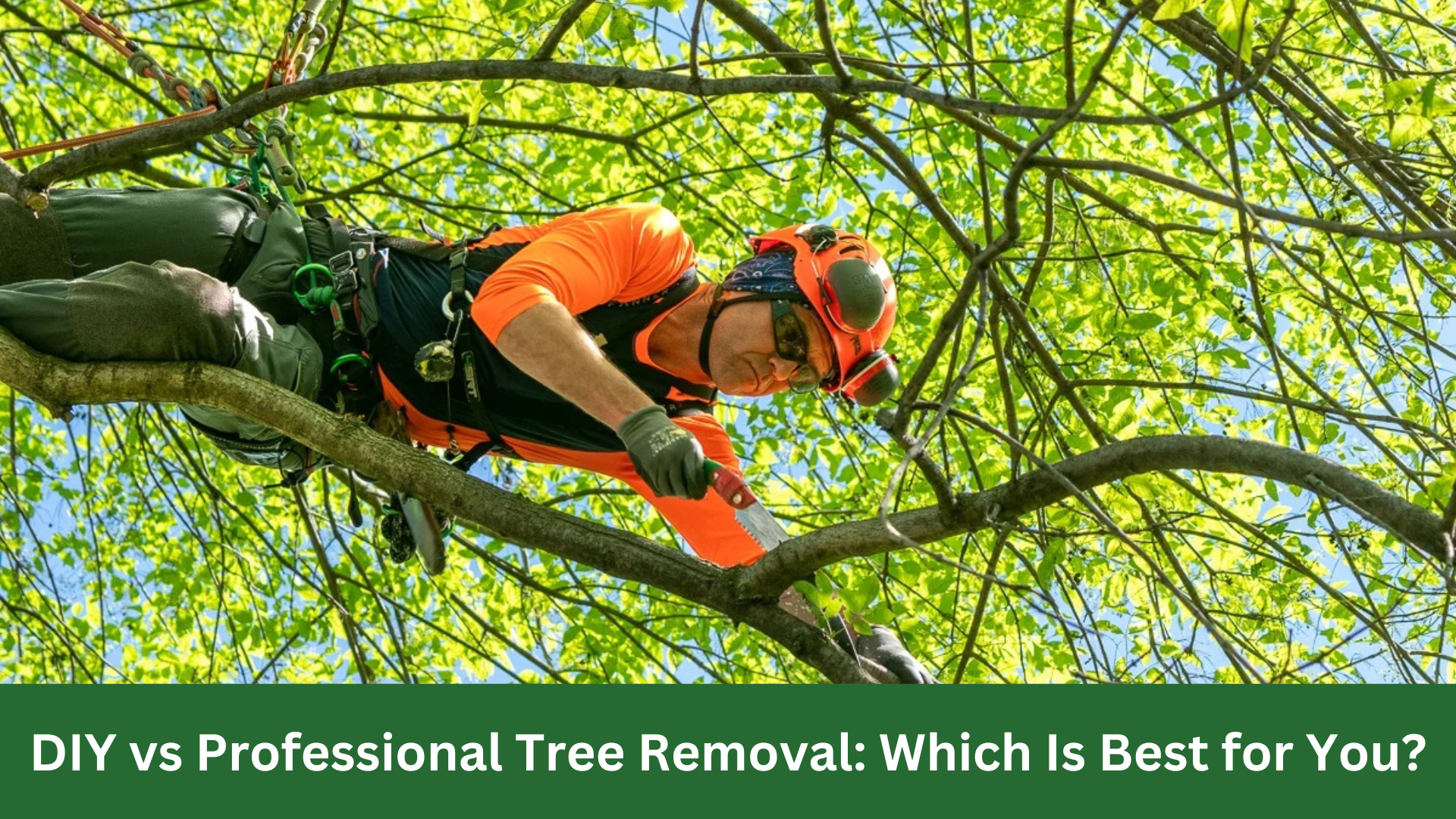 DIY vs Professional Tree Removal: Which Is Best for You?