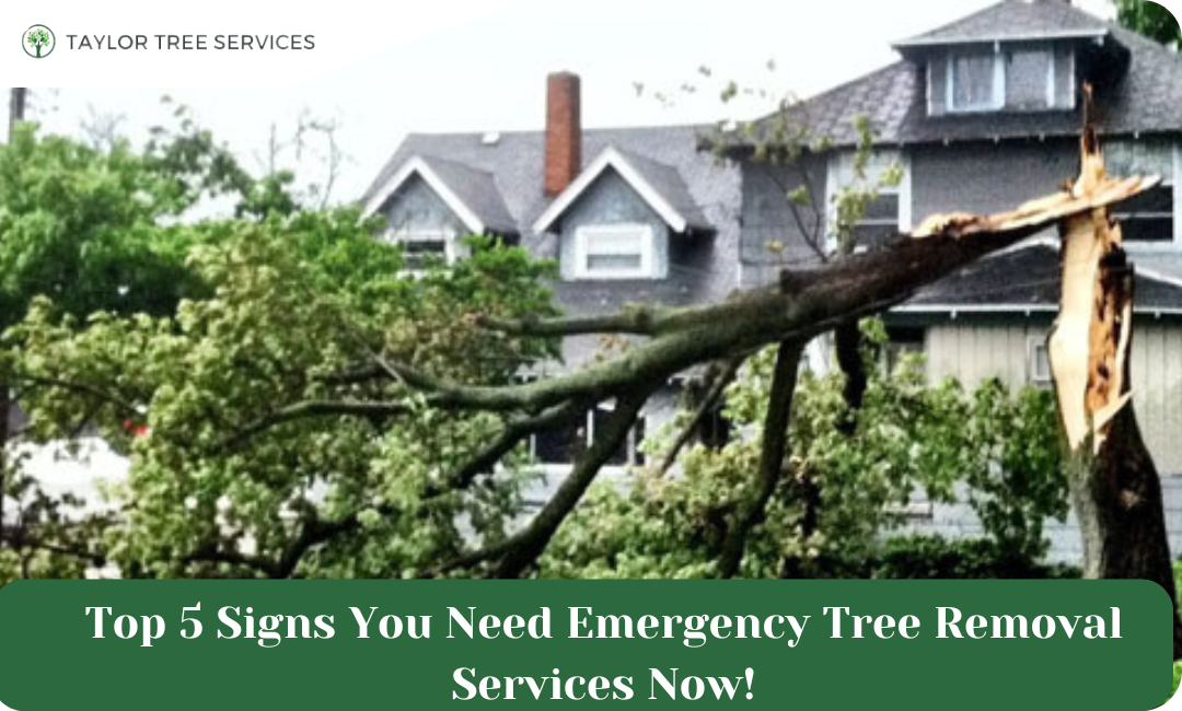 Top 5 Signs You Need Emergency Tree Removal Services Now!