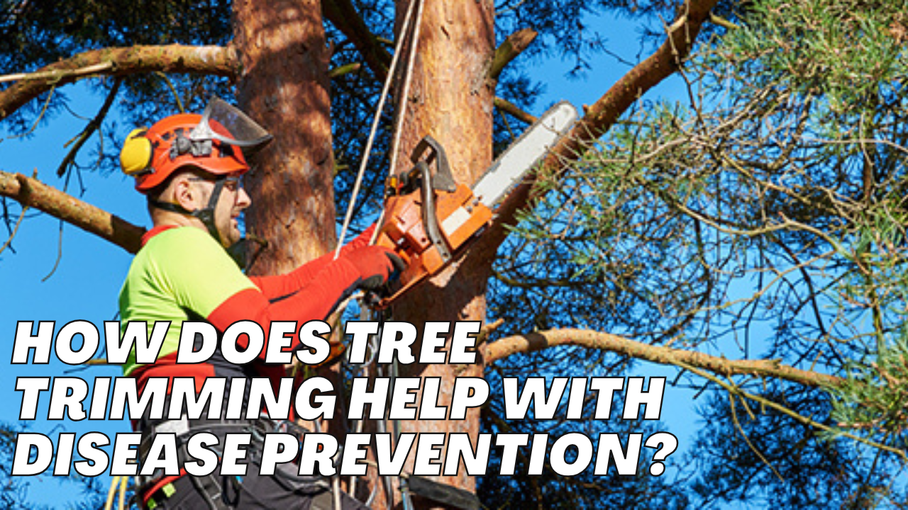 How does tree trimming help with disease prevention?