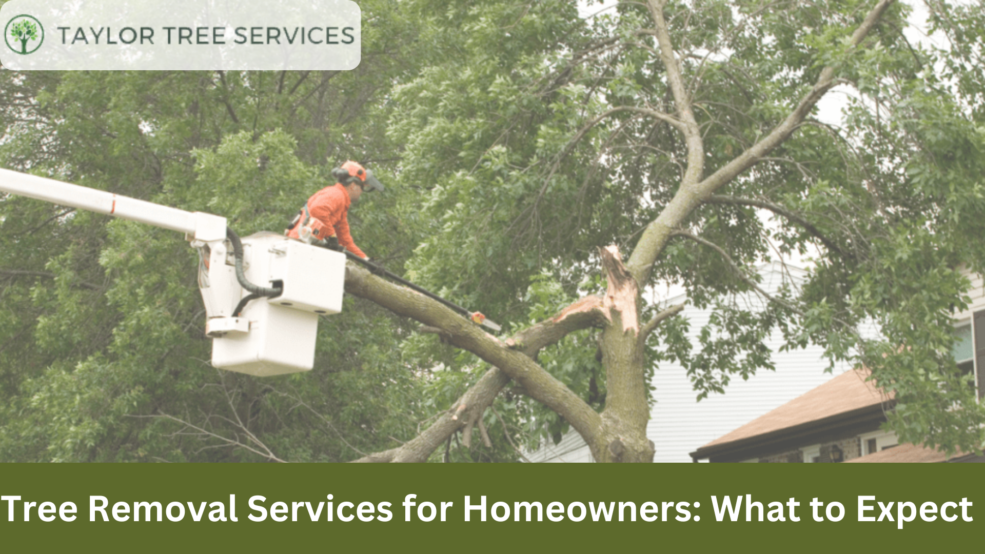Tree Removal Services for Homeowners: What to Expect