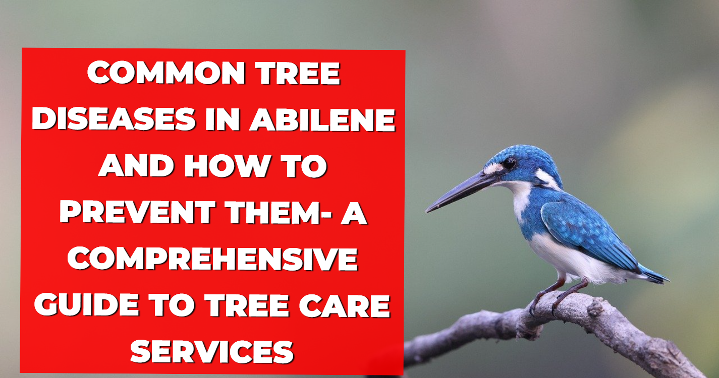 Common Tree Diseases in Abilene and How to Prevent Them- A Comprehensive Guide to Tree Care Services
