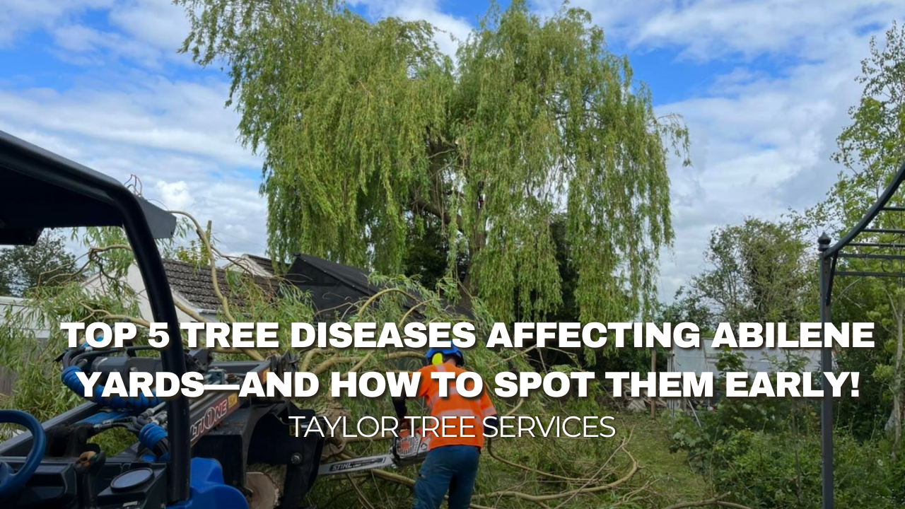 Top 5 Tree Diseases Affecting Abilene Yards—and How to Spot Them Early!